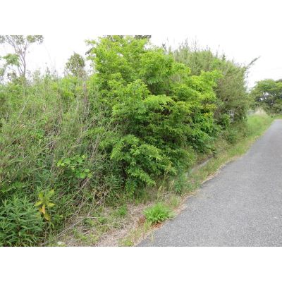 千葉県山武郡横芝光町の土地 | 160万円 | 211m² | Akiyama house finder