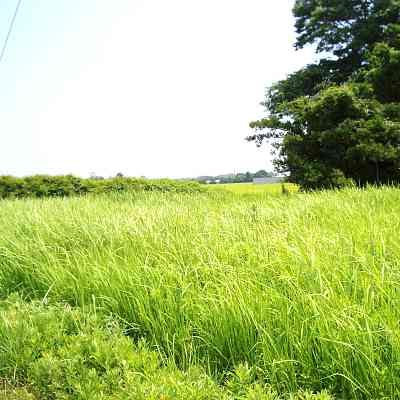 land for sale in 山武郡横芝光町, Chiba | ¥3,800,000 | Akiyama house finder