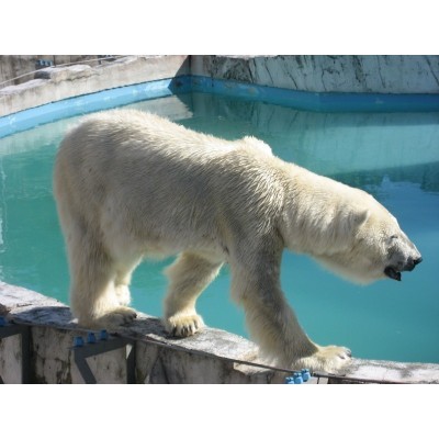 円山動物園