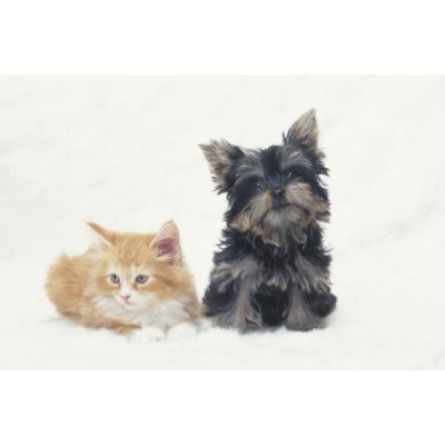 【ペット】ペット飼育可能です。(規約あり)大切な家族と一緒に