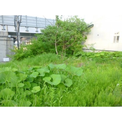 1 66番9 57.11平米