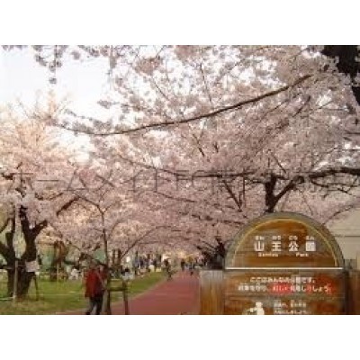 山王公園