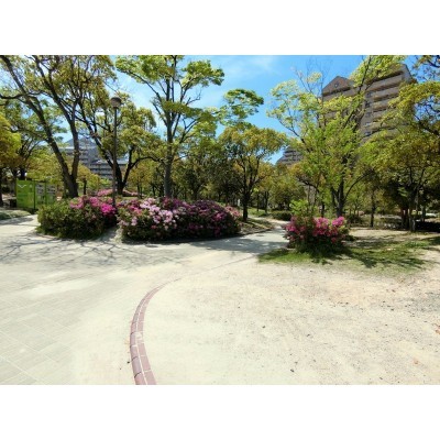 百道中央公園!ツツジが綺麗♪