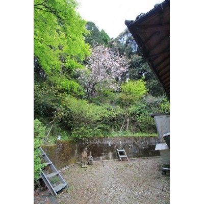裏山には八重桜も♪