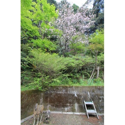 現地写真(一部法面含む