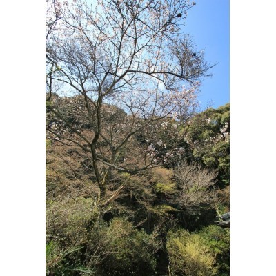 春には満開の桜をお楽しみ頂けます♪