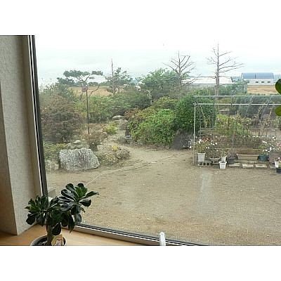 リビング窓から(庭木