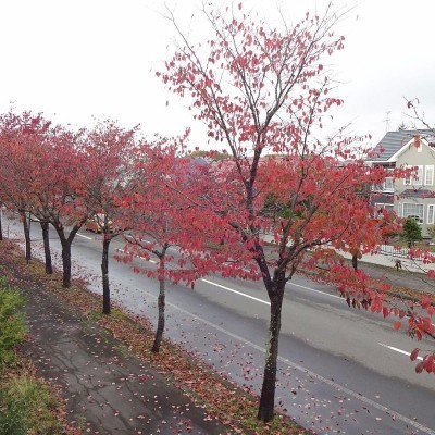 桜並木