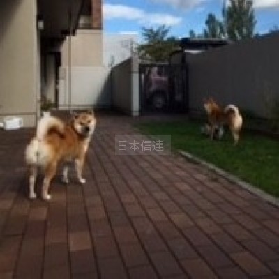 小動物も飼育OK