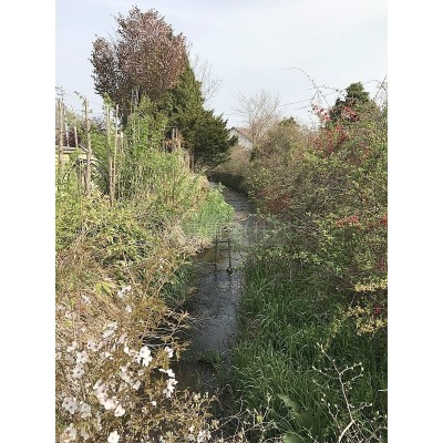 邸宅隣を流れる清流2
