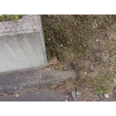 現地写真