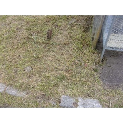 現地写真
