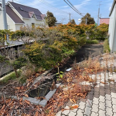南側道路の植え込みです