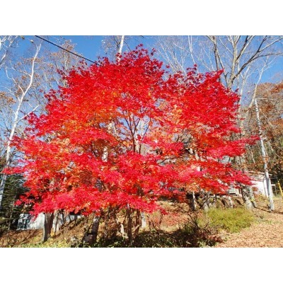 紅葉(塘路内)