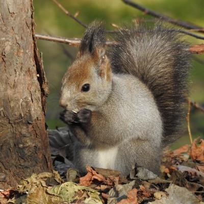 遊びに来る来訪者(シマリス)