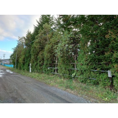 東面前面道路(敷地外周は高木で囲われています)