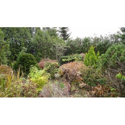 敷地内庭園(手入れ時の写真です。現状は手入れが必要です)