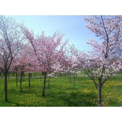 柳町公園