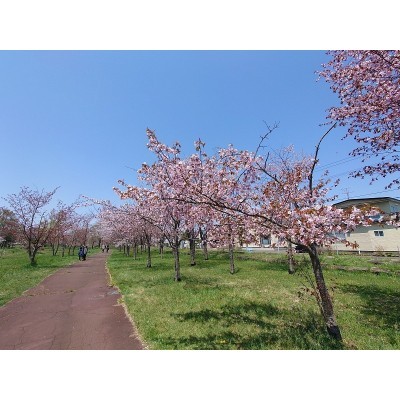 柳町公園:桜並木
