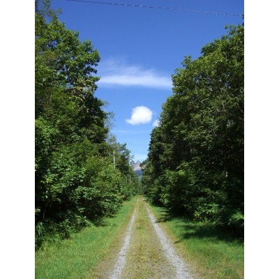 前面道路から見える夏の駒ヶ岳