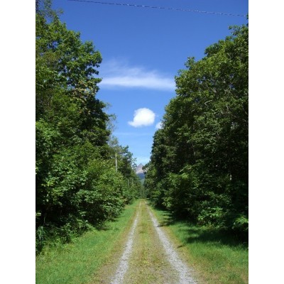 前面道路から見える夏の駒ヶ岳