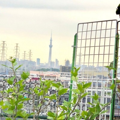 スカイツリーも見えています