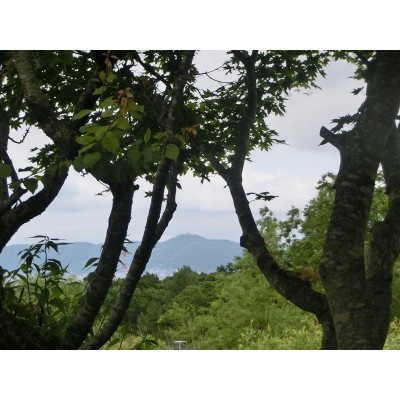 曇り、ですが敷地からの函館山